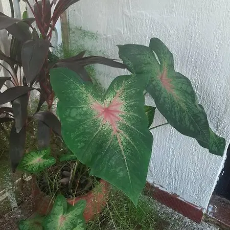 Casa En
